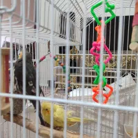 ۲تا عروس هلندی هستند با وسایل بازی ولانه|پرنده|پرند, فاز ۵|دیوار