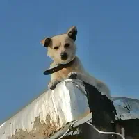 سگ خوشگل نژاد جک راسل تریر