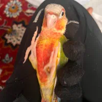 گرینچیک ماده  تست