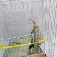 عروس هلندی