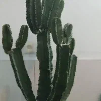 گیاه کاکتوس|گل و گیاه طبیعی|تهران, خاک سفید|دیوار