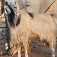 بز نر|حیوانات مزرعه|شباب, |دیوار