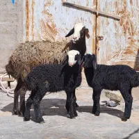 مجــمــوعـه گوسفند ژن dsere بره|حیوانات مزرعه|رفسنجان, |دیوار