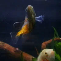 ماهی اسکار|ماهی|شاهینشهر, خانه کارگر|دیوار