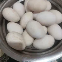 تخم غاز