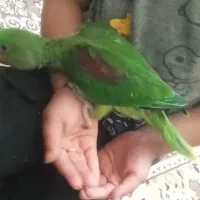 جوجه شاه اسکندر