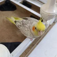 عروس هلندی ماده مولد آهویی