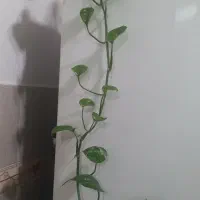 گلهای زیبا|گل و گیاه طبیعی|رشت, آب آسیاب|دیوار