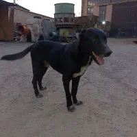 سگ نگهبان نژاد خراسانی با افغان|سگ|پاکدشت, پاکدشت (مامازند)|دیوار