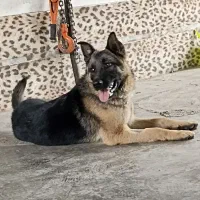 سگ نگهبان|سگ|مشهد, کوی المهدی|دیوار