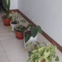 گل های آپارتمانی شاداب و زیبا