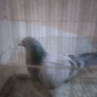 کبوتر،کفتر،پرنده نره،پلاکی