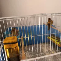 قناری نر بخون