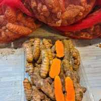 زردچوبه تازه درجه۱|خوردنی و آشامیدنی|شیراز, تندگویان|دیوار