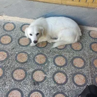 سگ پشمالو شیتزو|سگ|اندیمشک, |دیوار