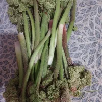 ریواس تازه امروز