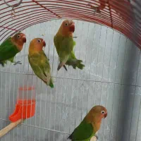 کوتوله برزیلی|پرنده|مشهد, شهید قربانی|دیوار