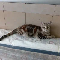 گربه خانگی|گربه|مرند, |دیوار