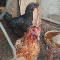 مرغ|حیوانات مزرعه|گیان, |دیوار