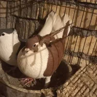 کبوتر رنگی. چپ کاکلی . بدرنگ سرخ