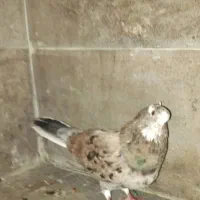 کبوتر