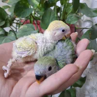 ۲عدد کوتوله برزیلی سرلاکی فول رام‌ و دستی