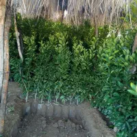 انواع درخت مرکبات|خدمات باغبانی و درختکاری|کازرون, |دیوار