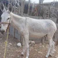 ماده خر و کره خر نر