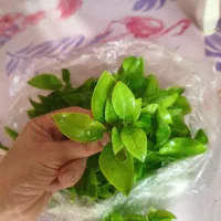 دکوراسیون داخل اکواریوم