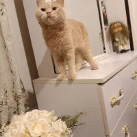 فروش گربه بریتیش|گربه|شهرکرد, |دیوار