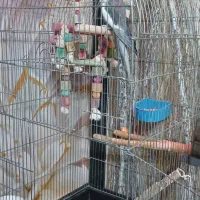 عروس هلندی سخنگو