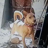 واگزاری ماده پاکوتاه