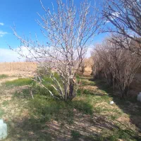 فروش باغ کوچک|فروش خانه و ویلا|امیرآباد, |دیوار