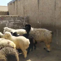 قوچ جوان میش رون یکو نیم ساله|حیوانات مزرعه|شیراز, گل سرخ|دیوار