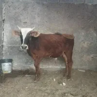 گوساله نر چاق برای عید قربان