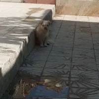 فروش یا معاوضه پامر نر با کبوتر