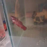 یک جفت فایتر عالی|ماهی|مشهد, هفده شهریور|دیوار