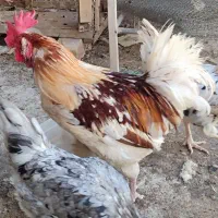 خروس جوان|حیوانات مزرعه|قم, انسجام|دیوار