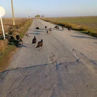 بوقلمون 8ماه دانه 1500|حیوانات مزرعه|بندر ترکمن, |دیوار