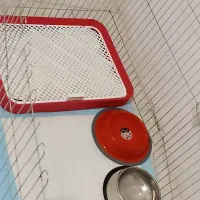 سگ نژاد پاگ کاملا خانگی|سگ|محمدشهر, ولدآباد بزرگ|دیوار