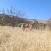 سگ ۴ساله گله ای|سگ|سراجو, |دیوار