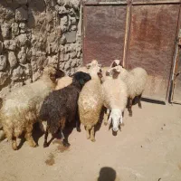 ۷عدد گوسفند داشتی جوان پستان کرده