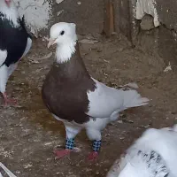 طوقی زرد   سرکی