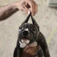 دوگو نرو ماده