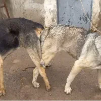 پژدر توله غریب اورمیه|سگ|مرادلو, |دیوار