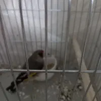 سره|پرنده|محمدیه-قزوین, |دیوار