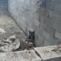 سگپاکوتاه|سگ|خان ببین, |دیوار