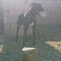 توله|سگ|تنکمان, |دیوار