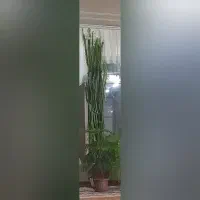 گل افوریا ۳ متر