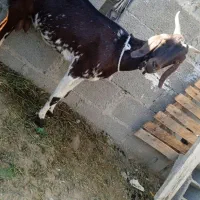 بزپنجاب دورگ آپس بز محلی شیری|حیوانات مزرعه|چابهار, |دیوار